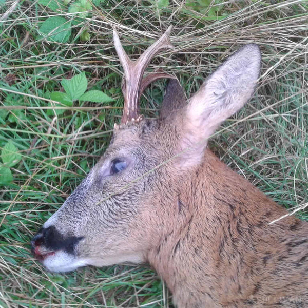 So, Can You Eat Deer Liver for Survival?