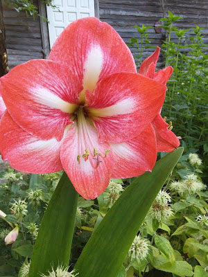 Homestead Projects & The Garden