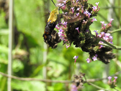Small Visitors & Frugal Accomplishments