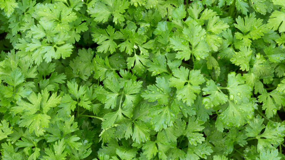 How to Harvest Parsley & Keep This Garden Garnish Growing Year-Round