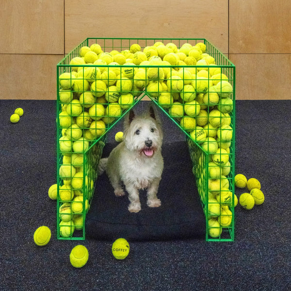 Coffey Architects uses "serious architectural element" to create playful dog kennel